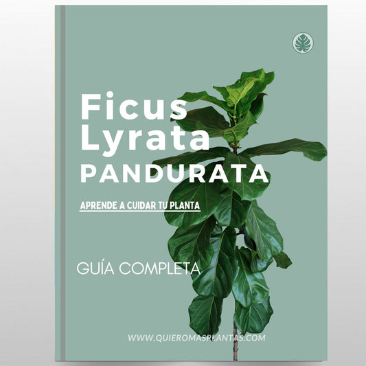 Ficus Lyrata - Pandurata -Guía de Cuidados - Digital