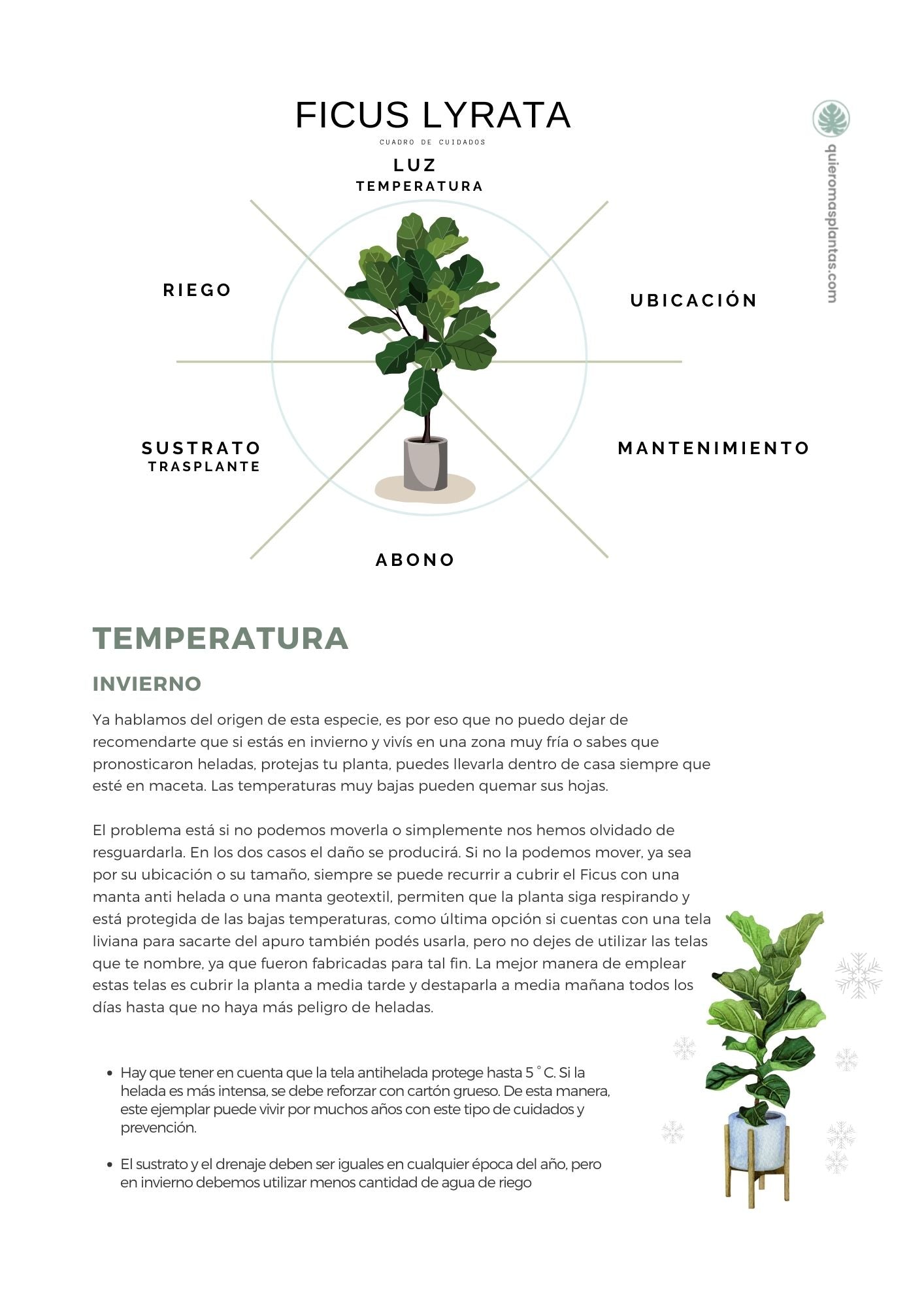 Ficus Lyrata - Pandurata -Guía de Cuidados - Digital