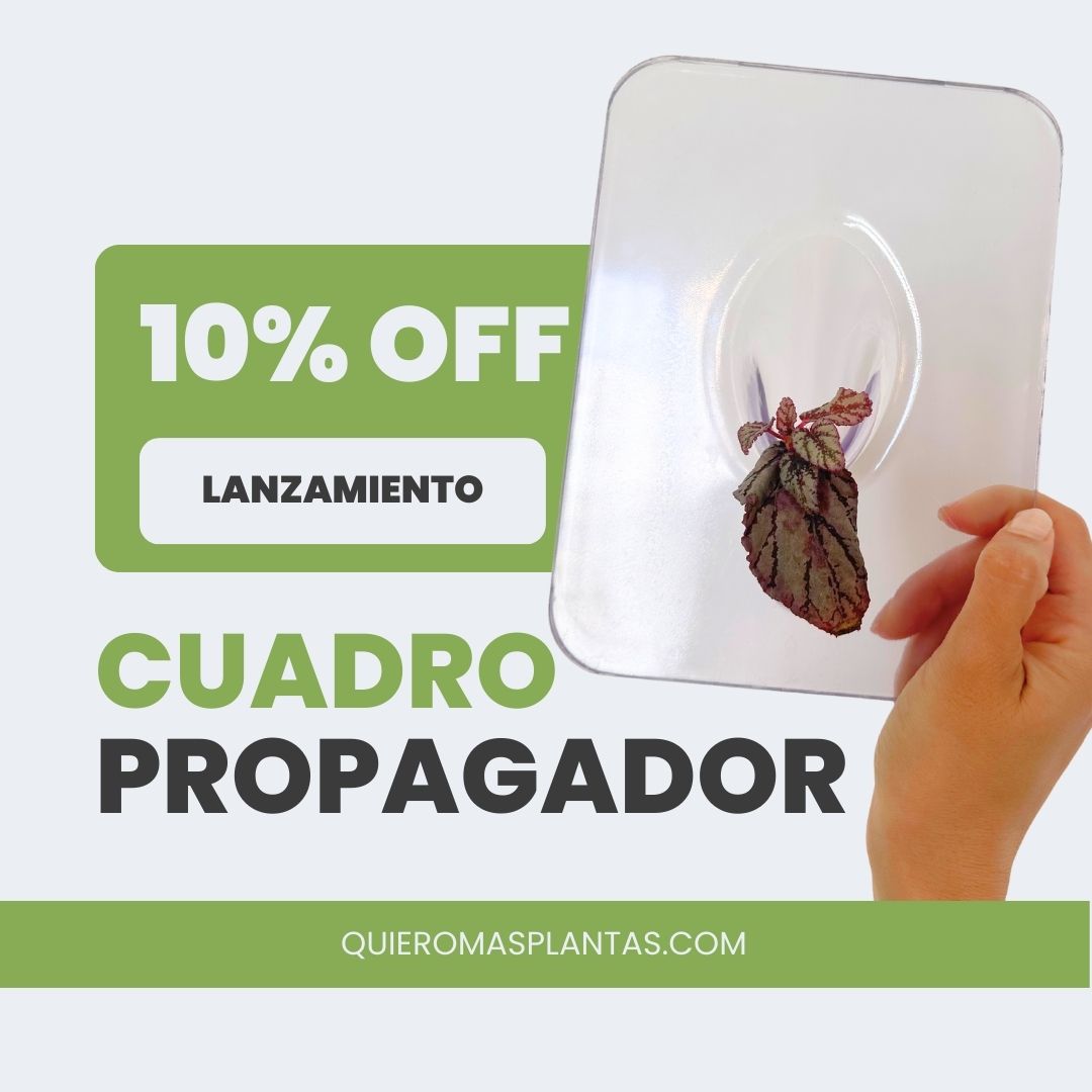 Cuadro Propagador de esquejes