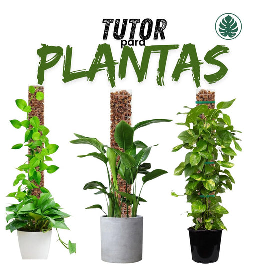 Tutor para Plantas Trepadoras