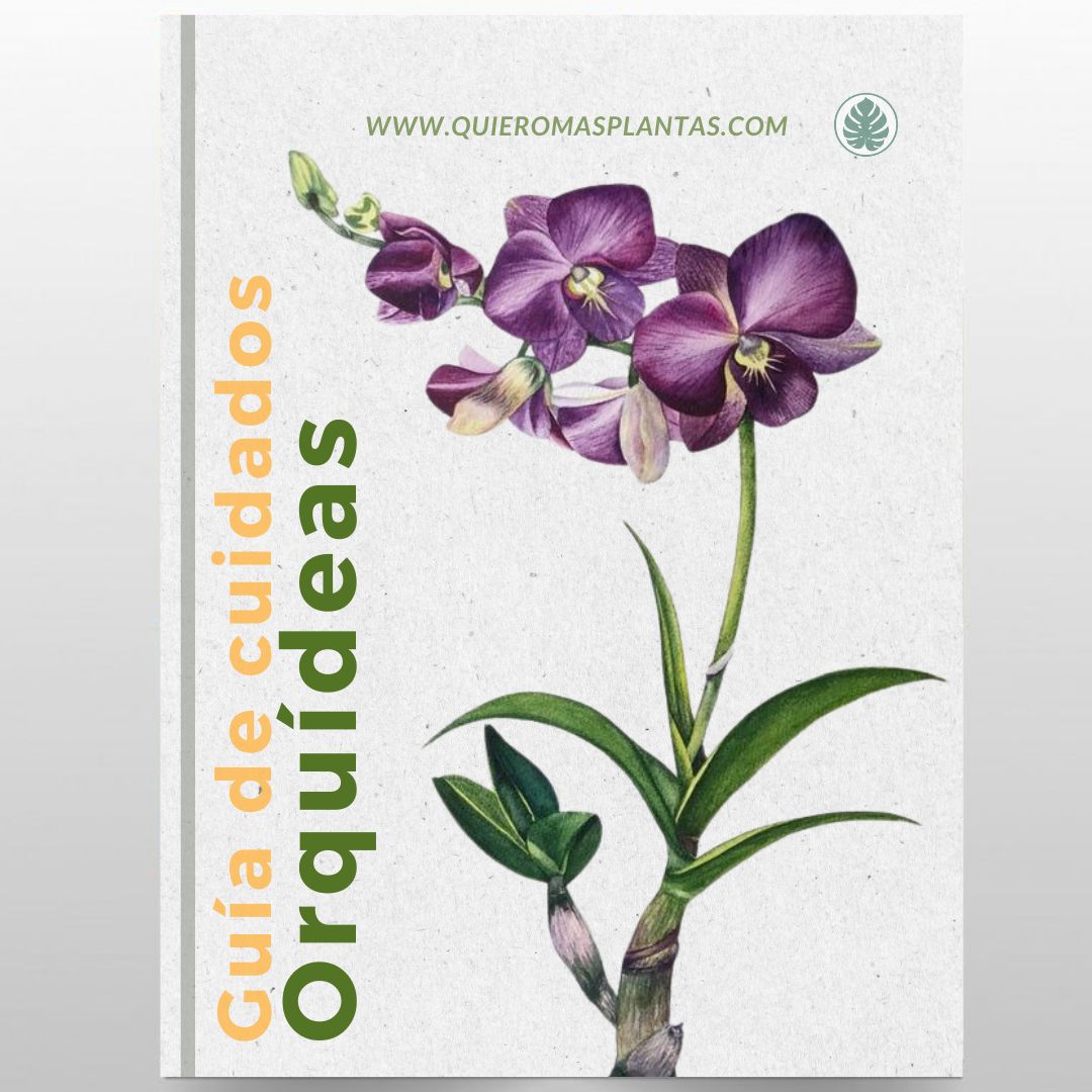 Orquídea - Guía de Cuidados